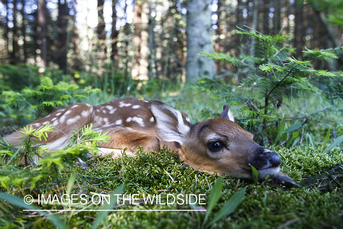 White-tailed Deer Fawns