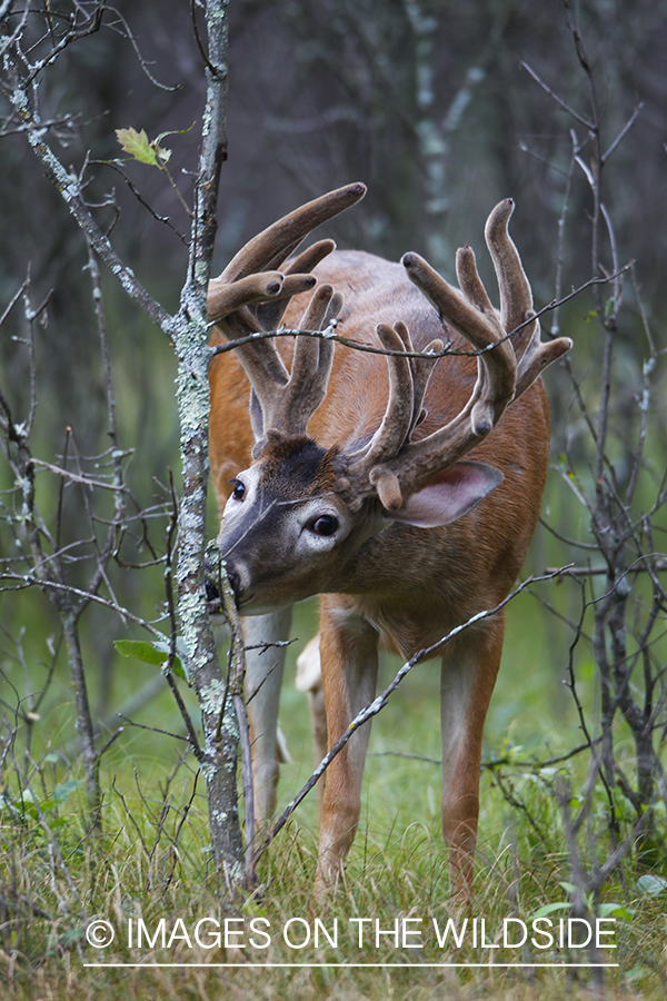 White-tailed deer in velvet