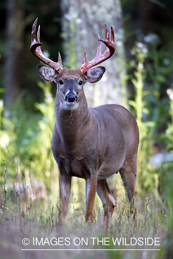 White-tailed buck in velvet 