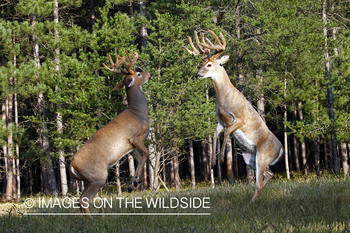 White-tailed bucks fighting