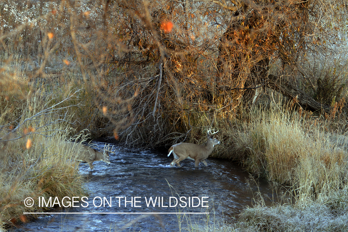 White-tailed buck in habitat. 