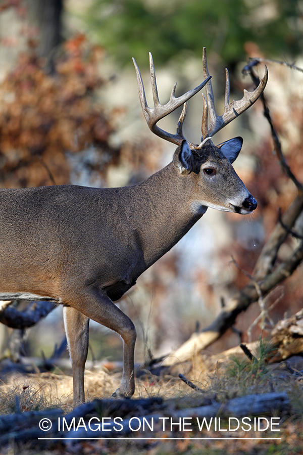 White-tailed buck in habitat. *