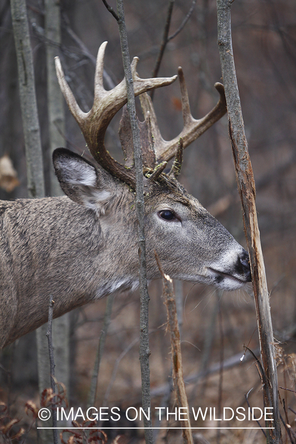 White-tailed buck rubbing tree. 