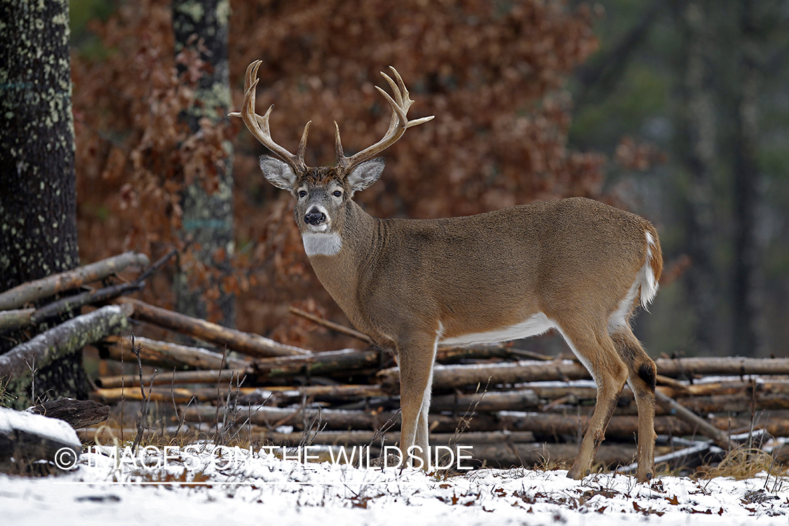 White-tailed buck in habitat. *