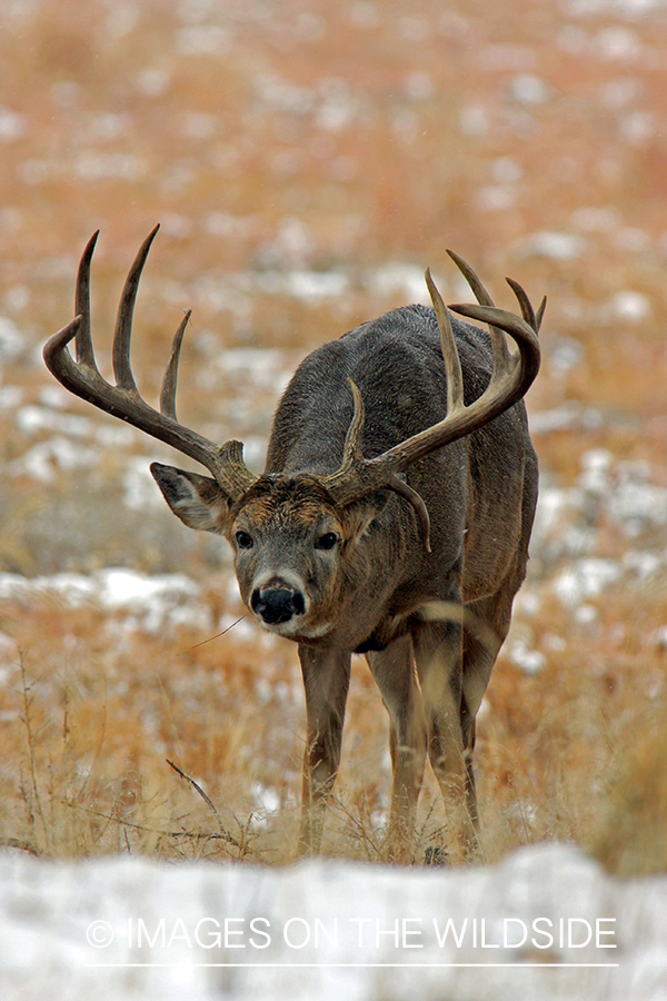 White-tailed buck in habitat. 