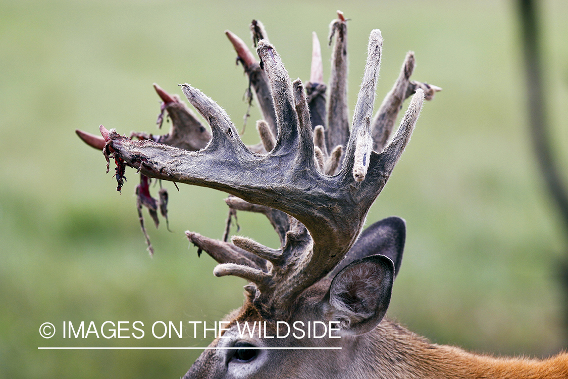 White-tailed buck in habitat. 