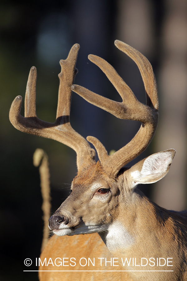 White-tailed buck in velvet.  