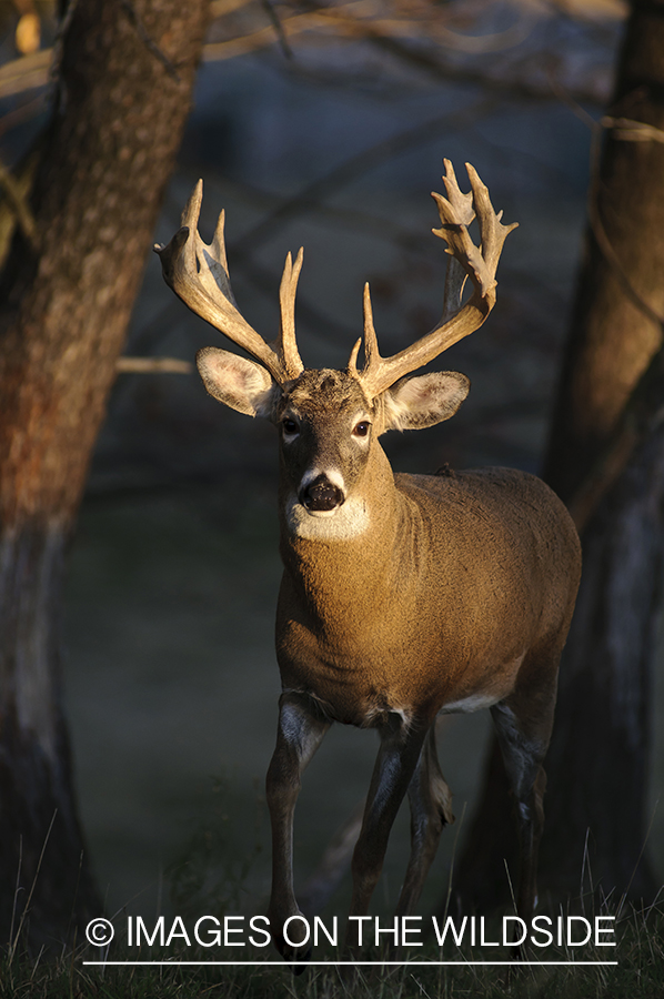 White-tailed buck in habitat. 