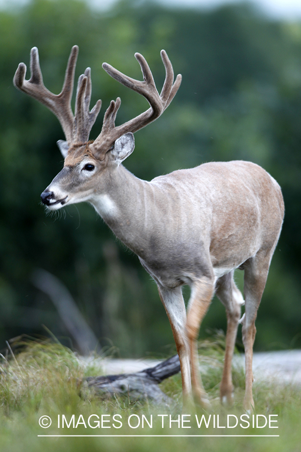 White-tailed buck in velvet.  