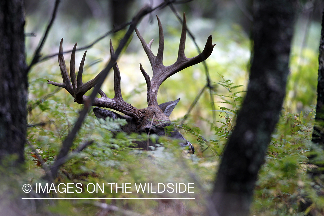 White-tailed buck in habitat.  