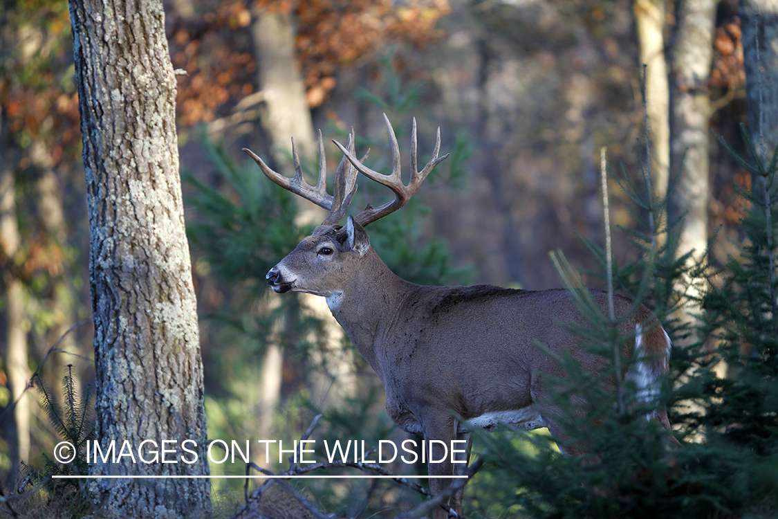 White-tailed buck in habitat. 