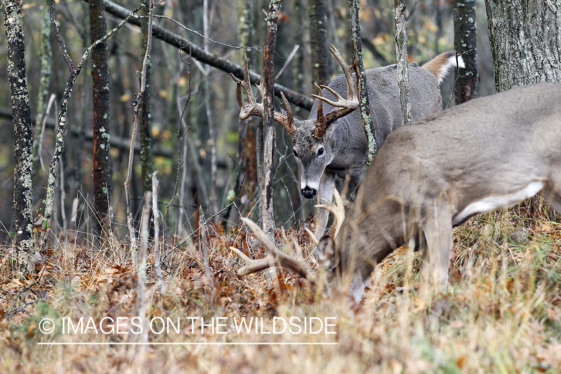 White-tailed bucks in habitat. 