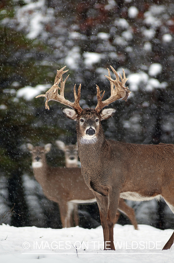 White-tailed buck in habitat. 