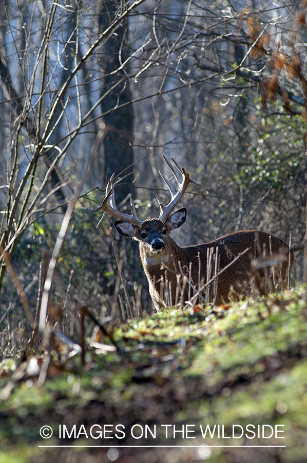 White-tailed buck in habitat. 