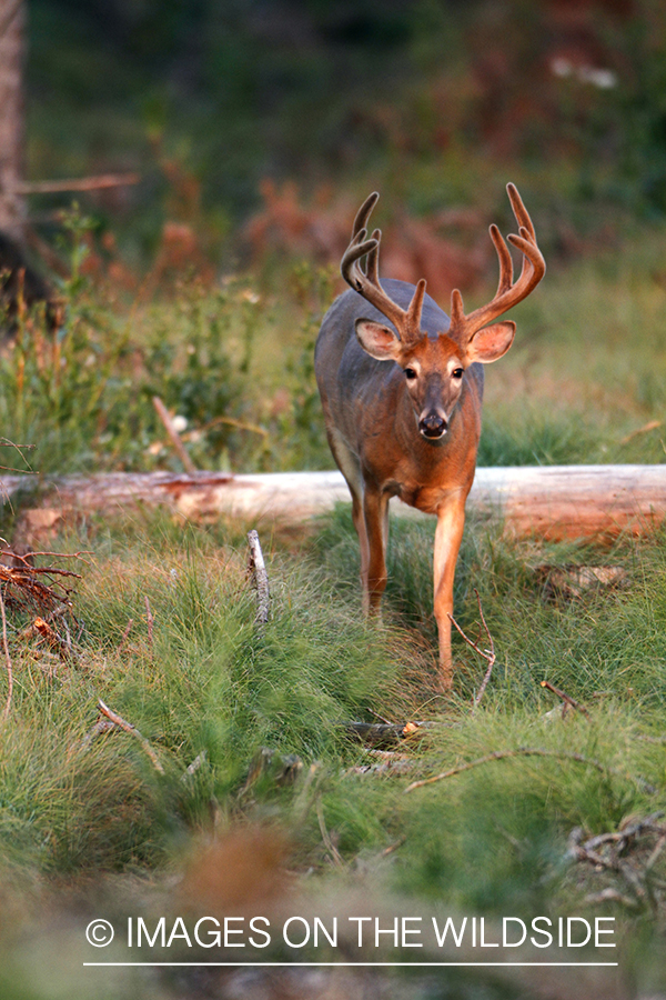 White-tailed buck in velvet.