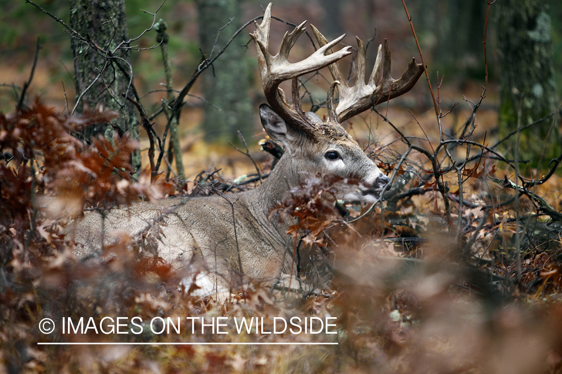 White-tailed buck laying in forest.