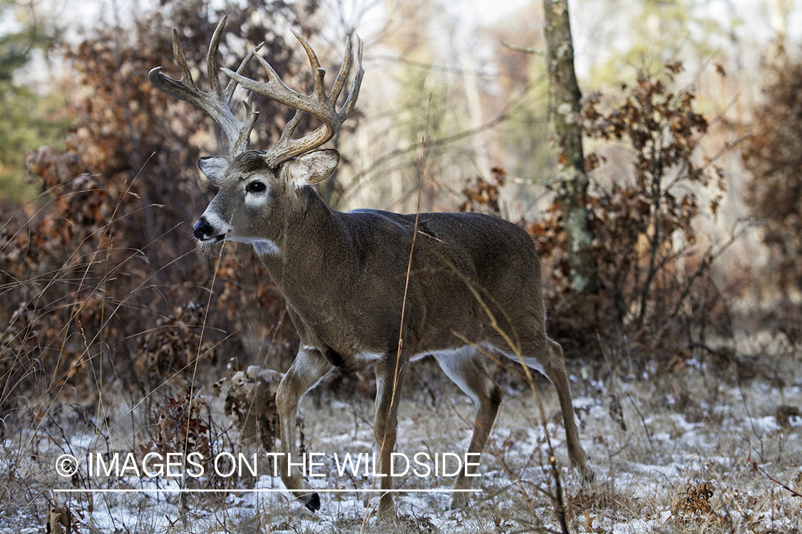 White-tailed buck in habitat.