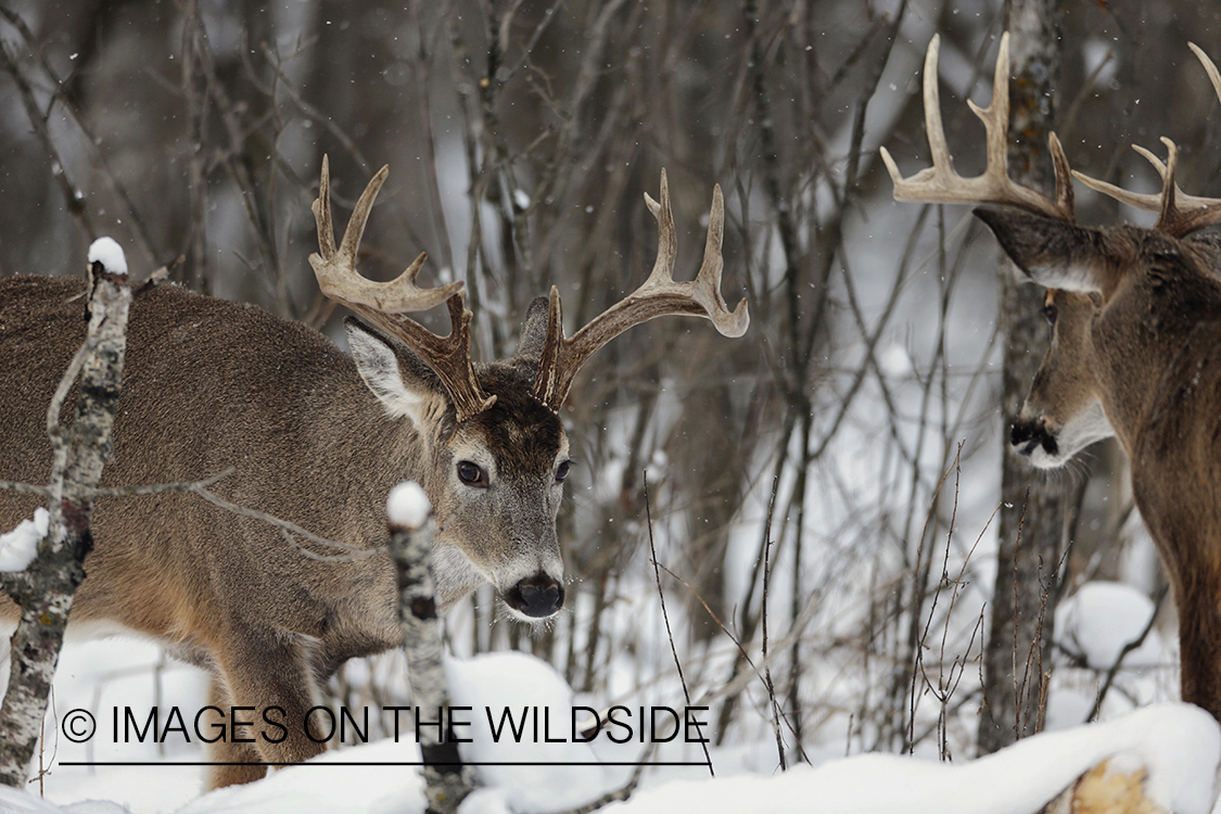 White-tailed bucks in winter habitat.