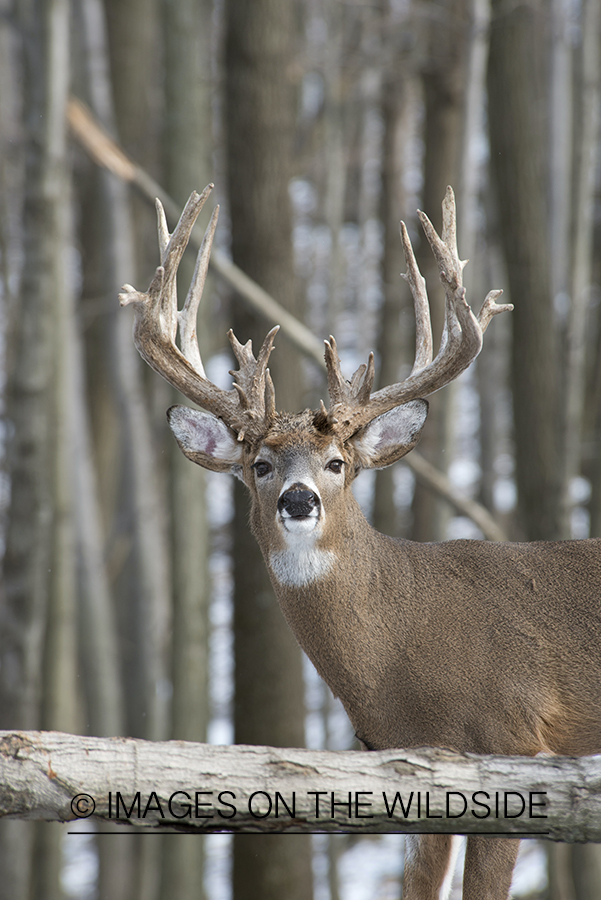 White-tailed buck in habitat.