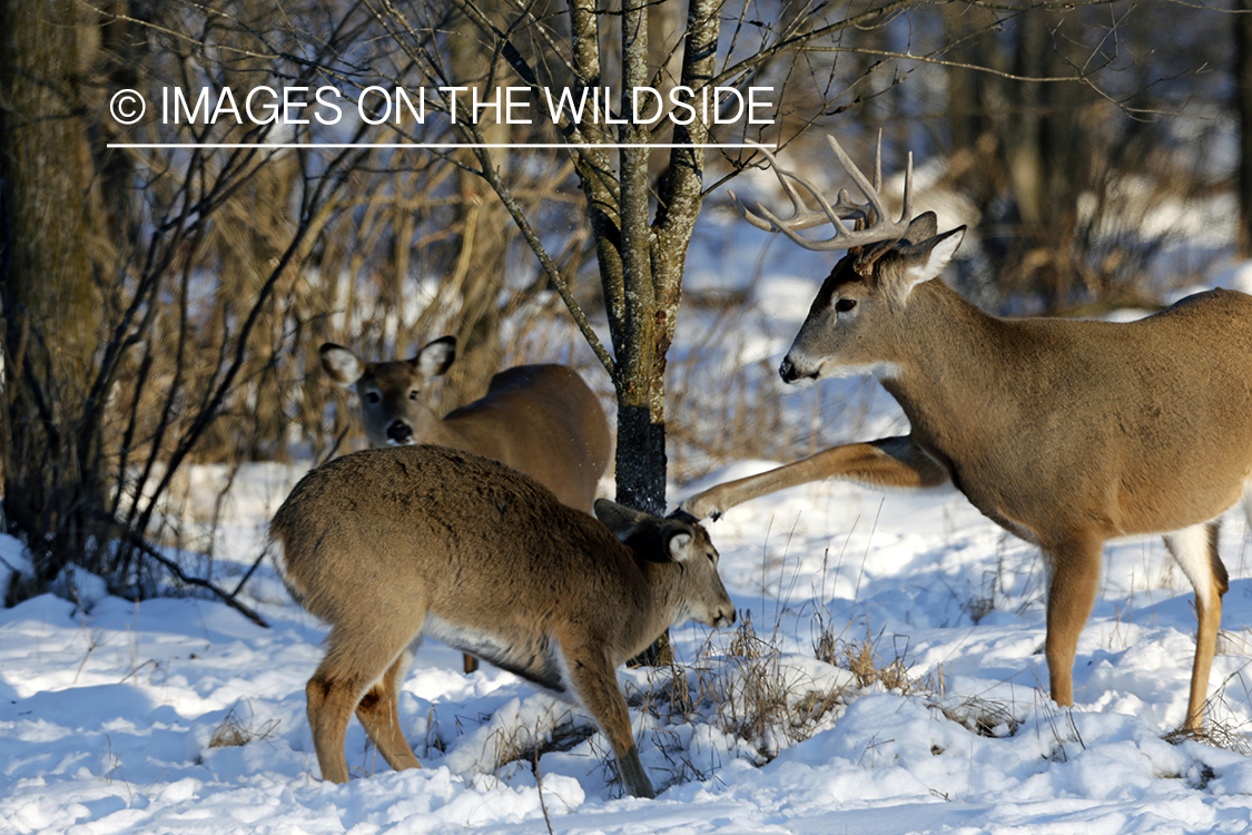 White-tailed buck kicking another deer in winter habitat.