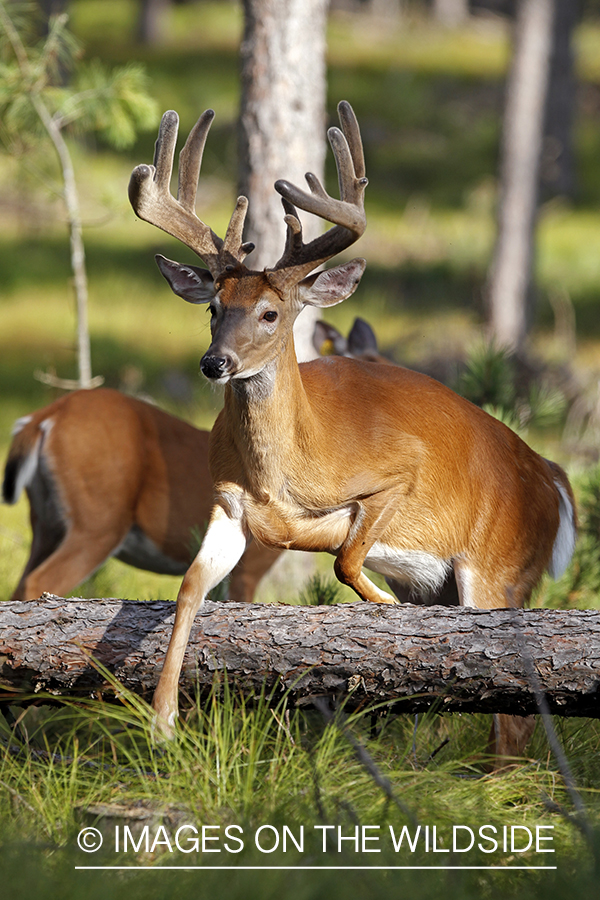 White-tailed buck in habitat.