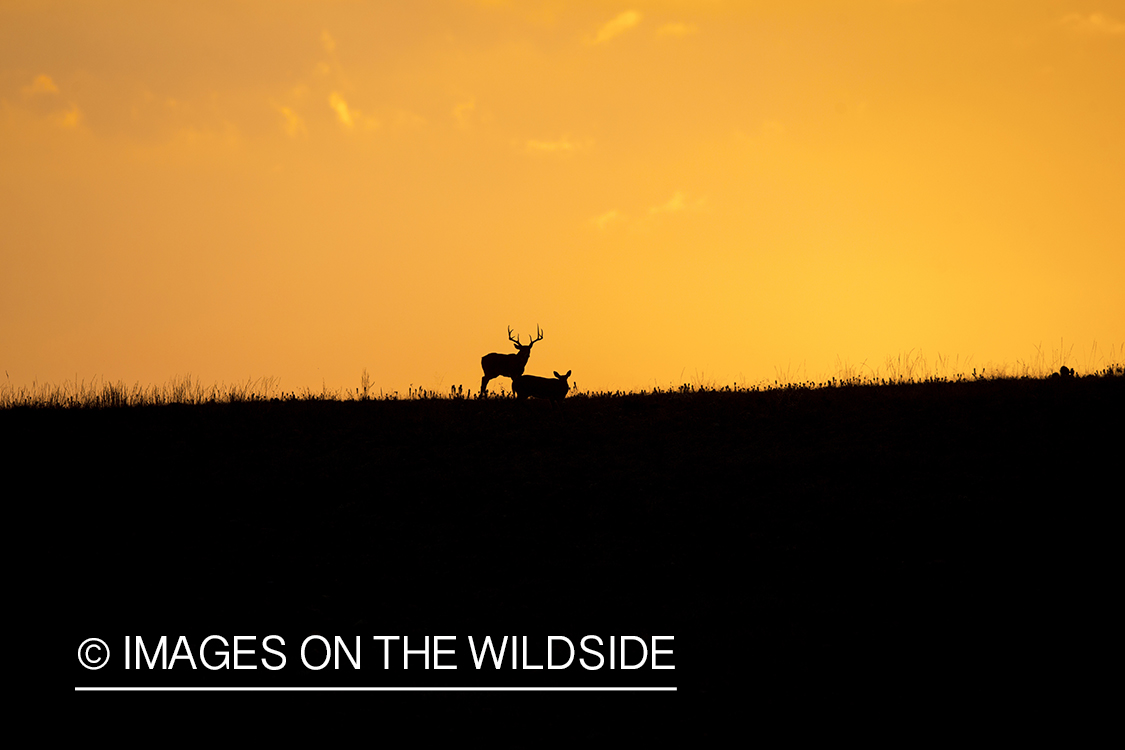 White-tailed deer at sunset (silhouette).