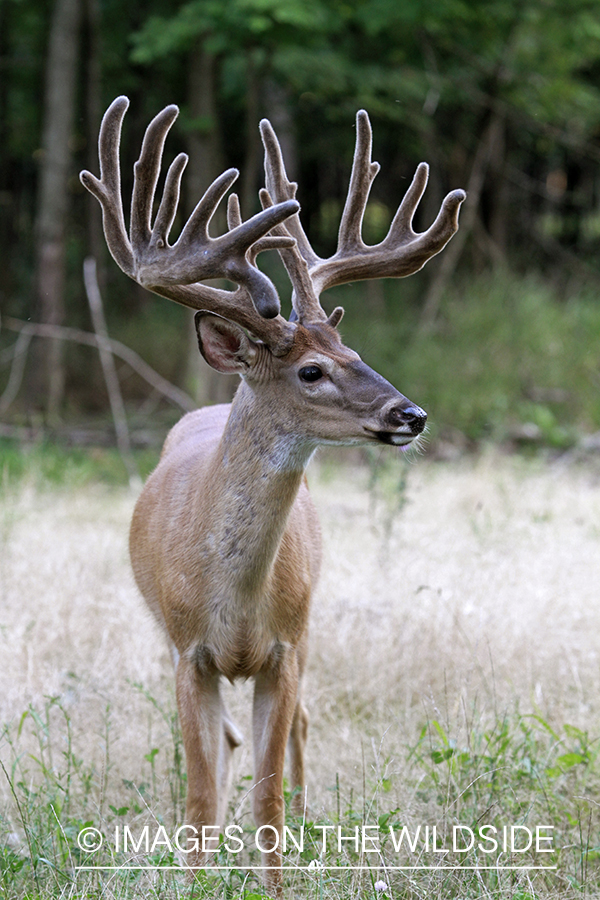 White-tailed buck in velvet.