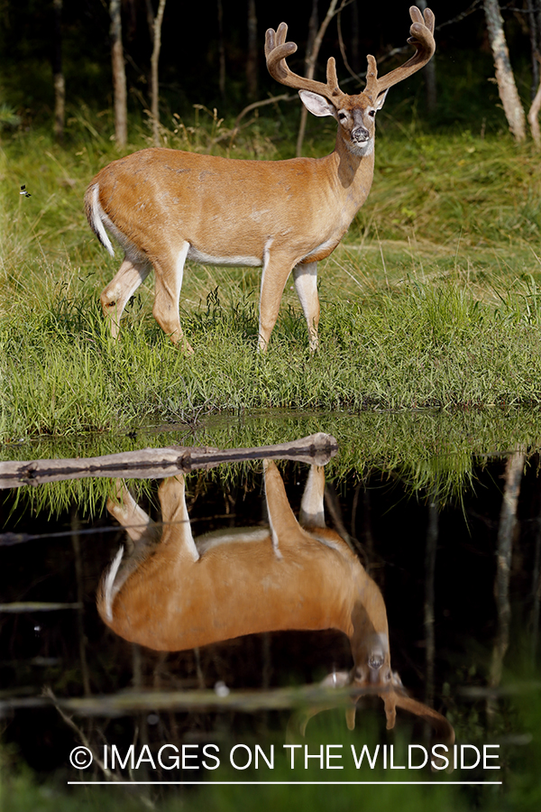 White-tailed buck in velvet with reflection.