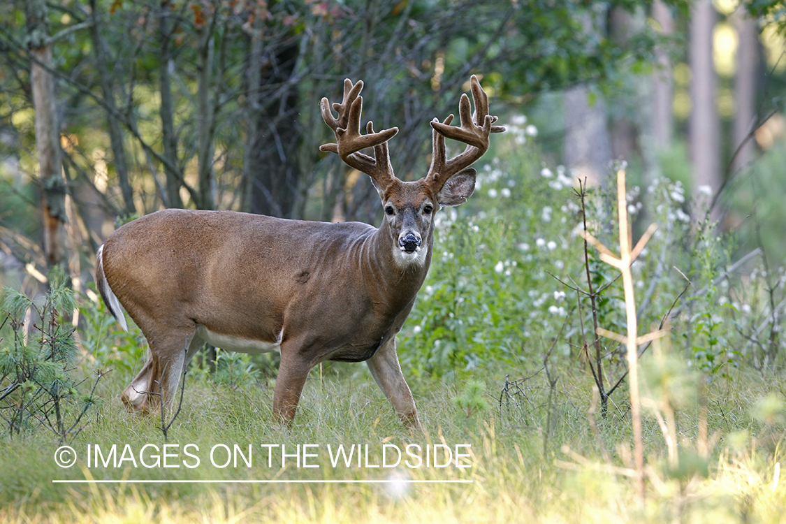 White-tailed buck in velvet.