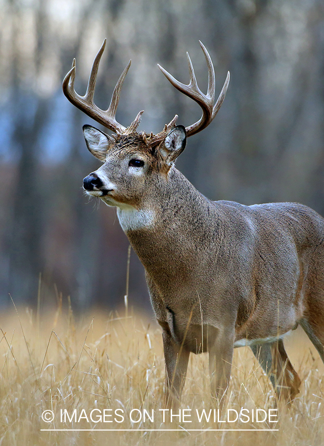 White-tailed buck in habitat.