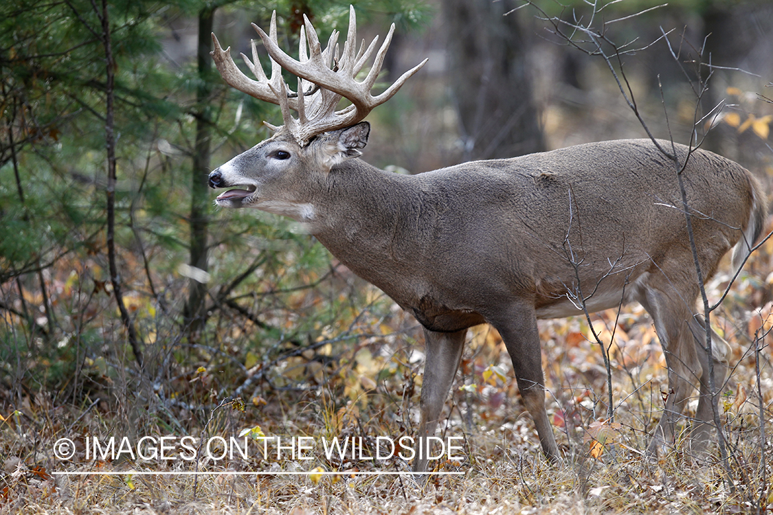 White-tailed buck in habitat.