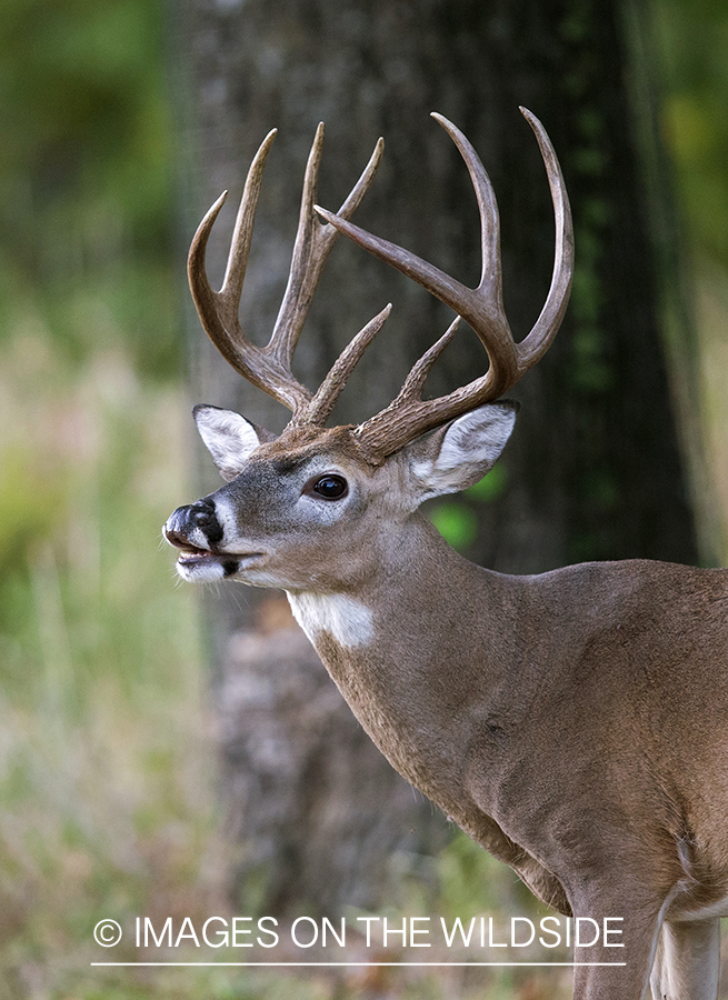 White-tailed buck lip curling.