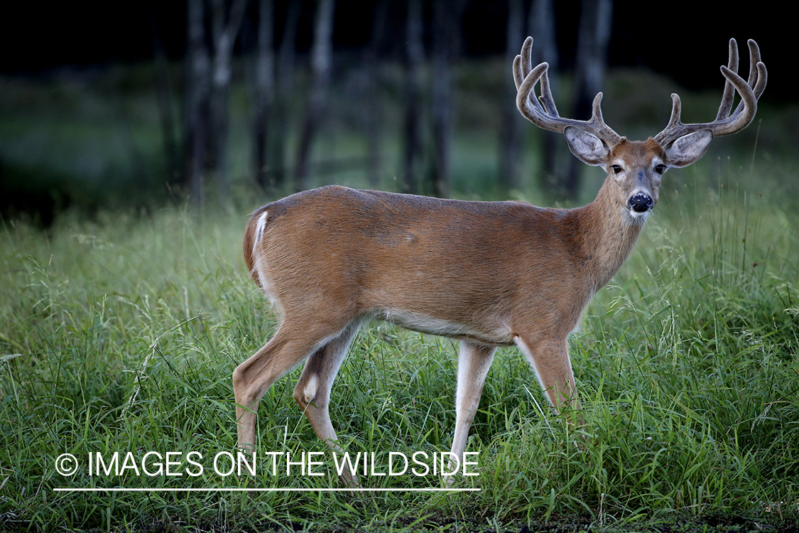 White-tailed Buck in Velvet.