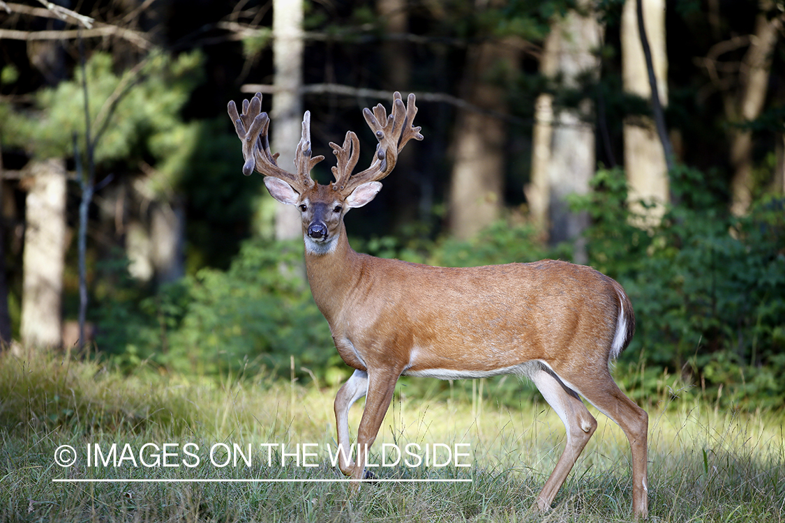 White-tailed buck in Velvet.