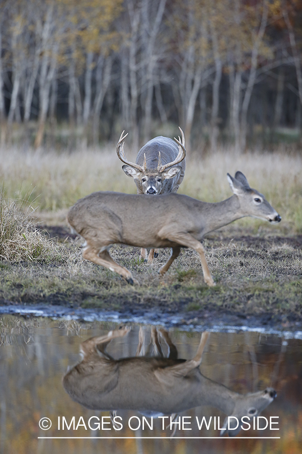 White-tailed buck chasing doe.