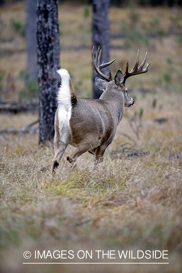 White-tailed buck flagging.