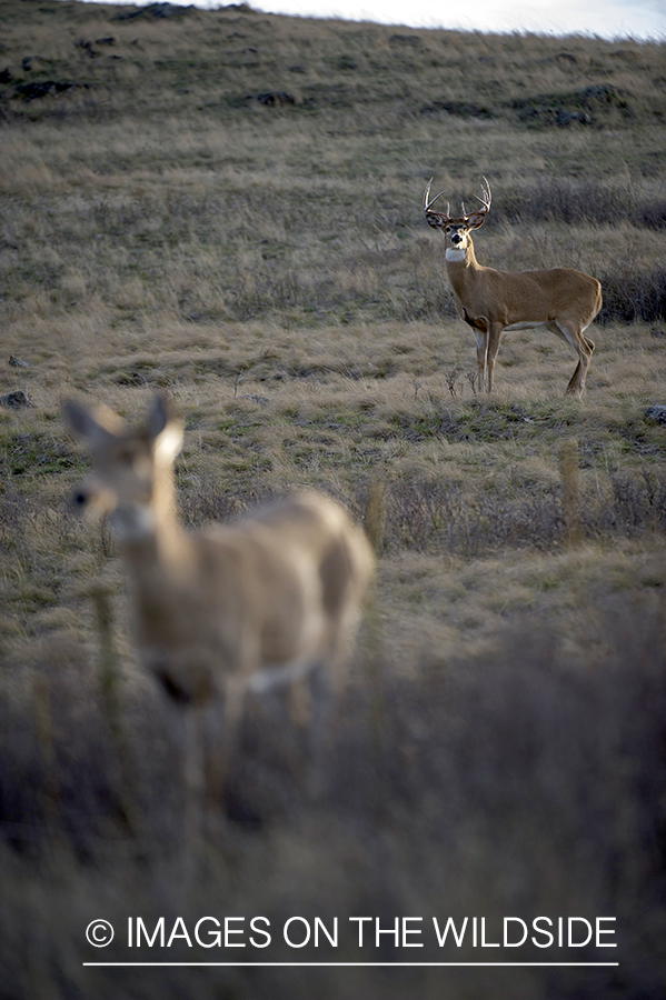 White-tailed buck pursuing doe.