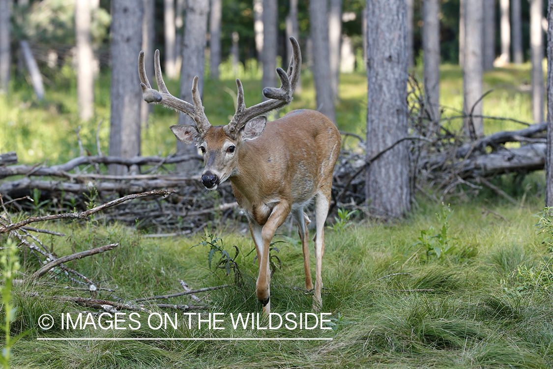 White-tailed buck in velvet.