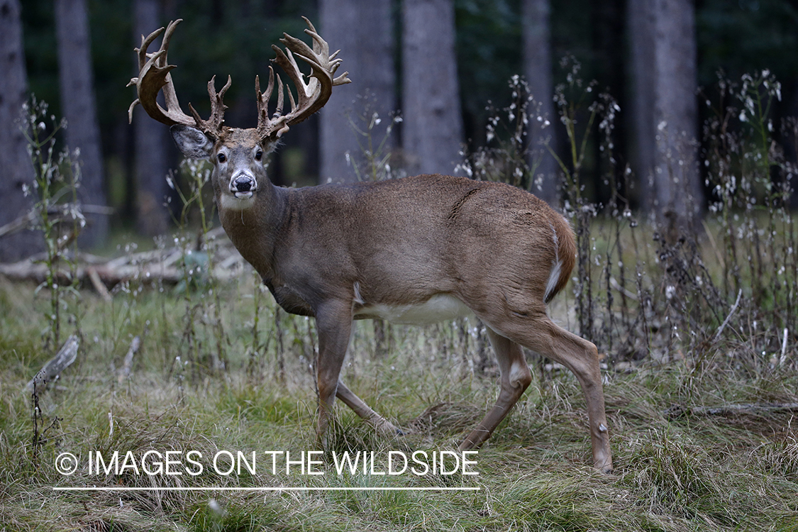 White-tailed buck in field.