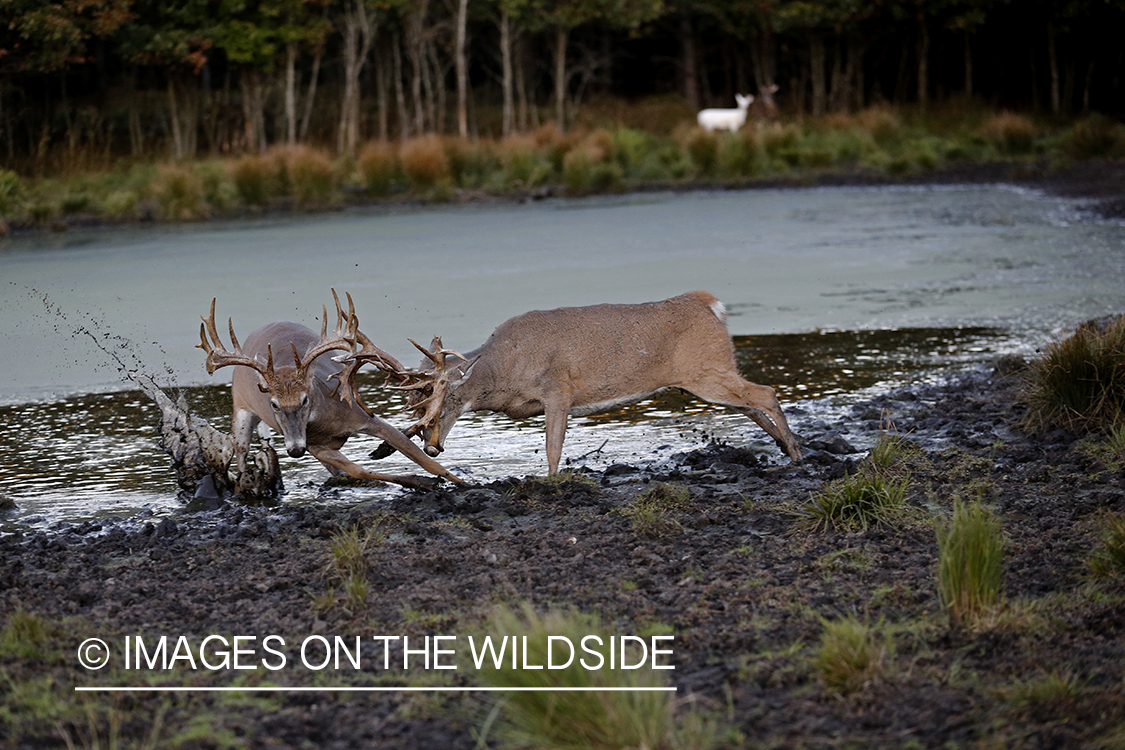 White-tailed bucks fighting during rut.