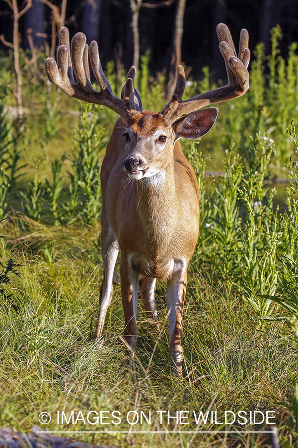 White-tailed buck in field.