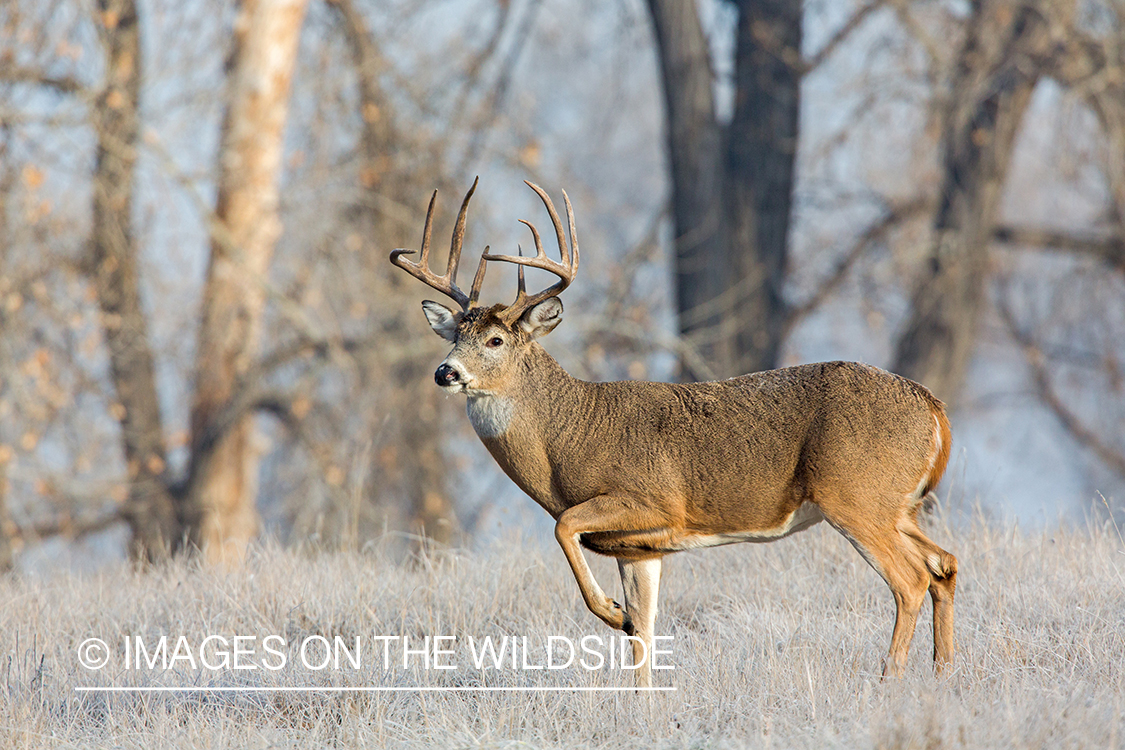 White-tailed buck in field.