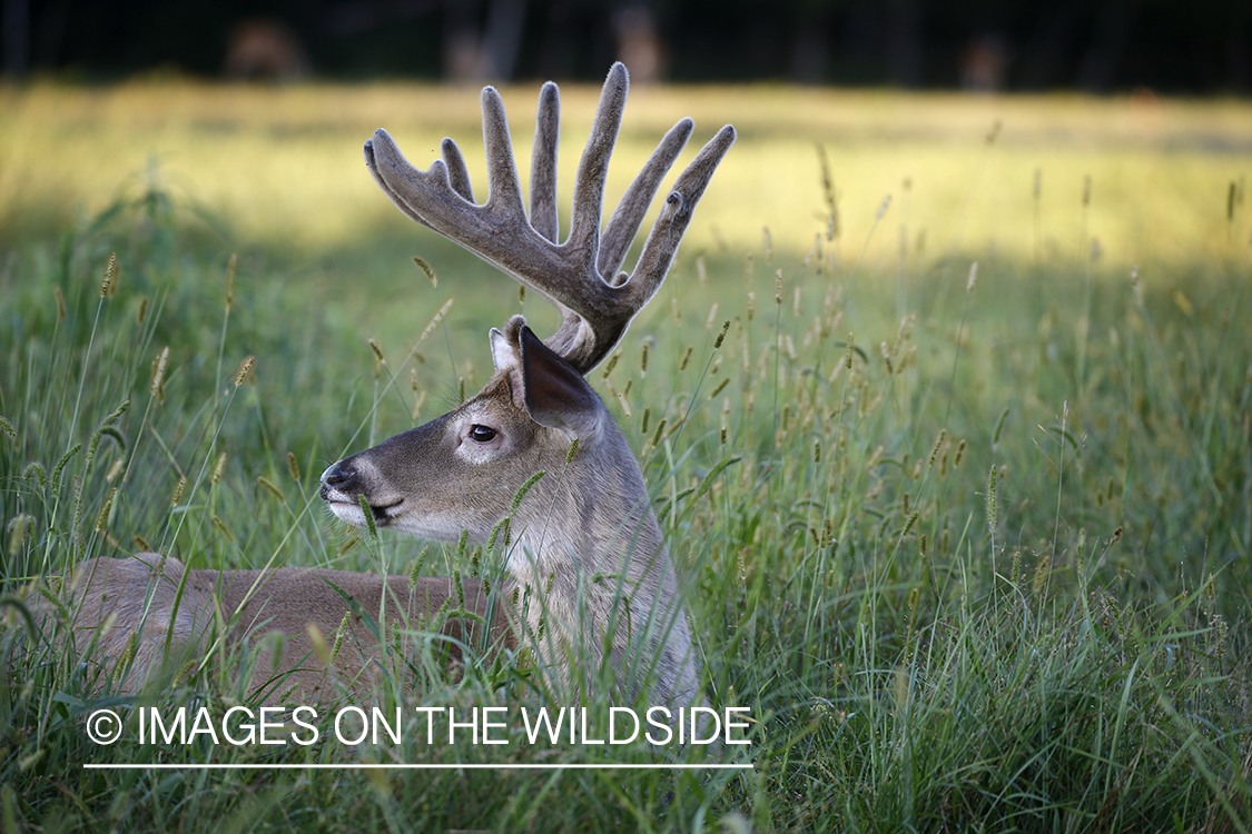 White-tailed buck in Velvet.