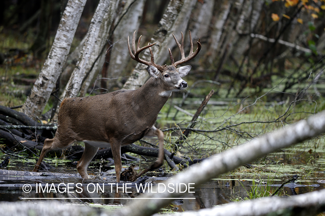 White-tailed buck in the rut.