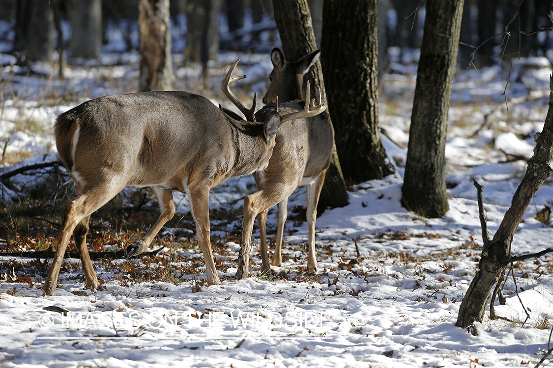 White-tailed buck chasing doe.