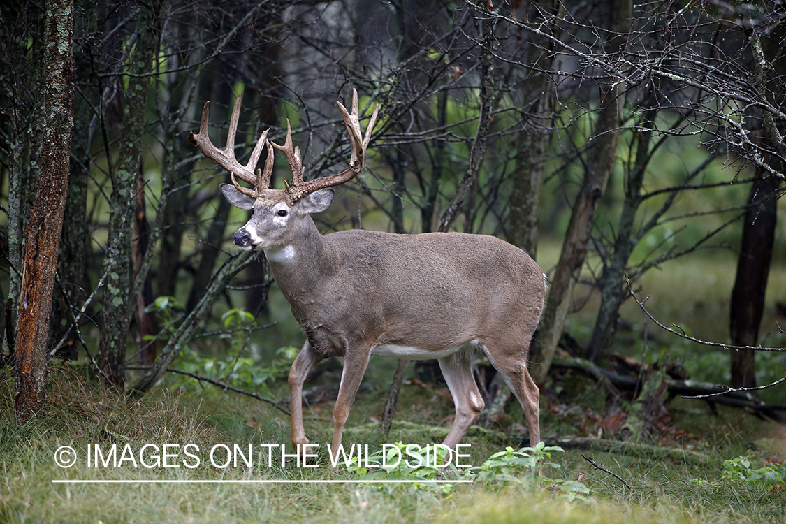 White-tailed buck in the Rut.