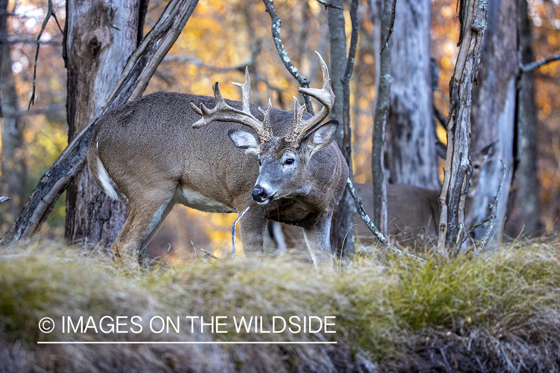 White-tailed buck in field.