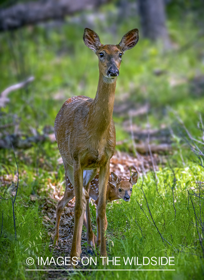 White-tailed doe with fawn.