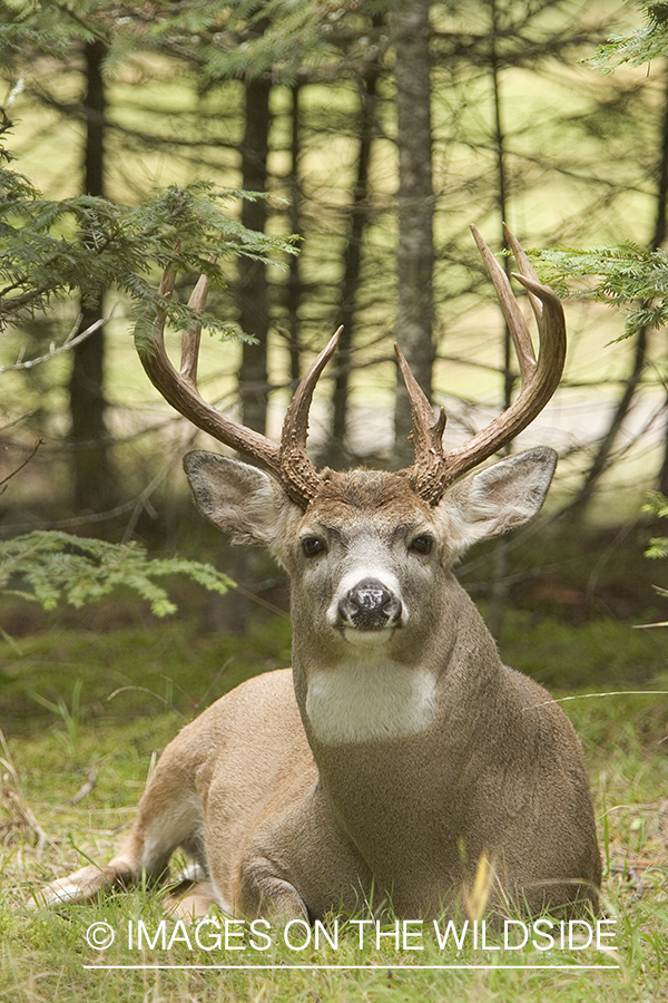 White-tailed buck bedded down.