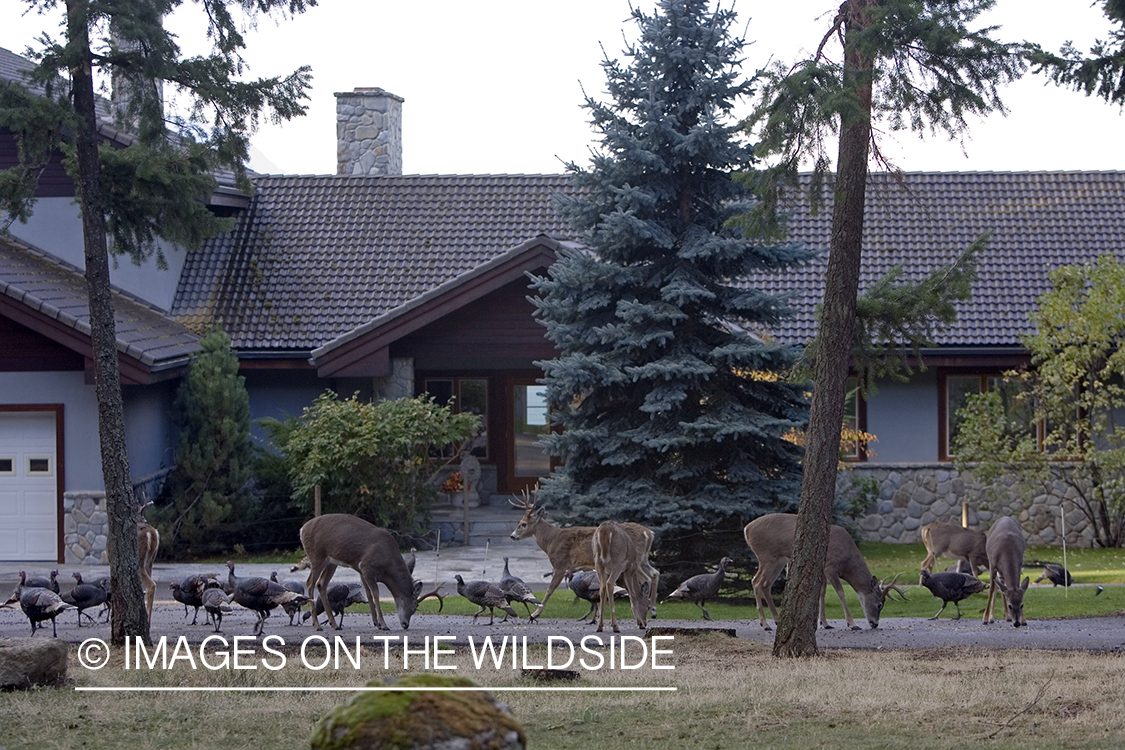 White-tailed deer in urban setting